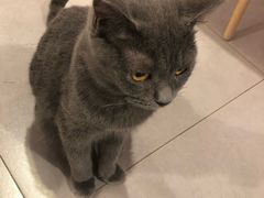 -三花喵·撸猫购宠·宠物生活馆(虹桥南丰城店)