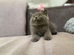 -柚子猫舍·精品猫舍购猫·猫咪认养·购宠·宠物店