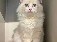 -喵喵咪呀布偶猫咖(春熙路店)