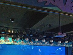 -烟台海昌鲸鲨海洋公园