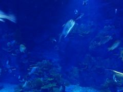 -临沂极地海洋王国