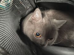 -乐派堂宠物医院·猫友好· 心脏科(东街店)