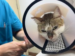 -宠颐生宠物医院·异宠猫科内科·诊疗中心宠巢店
