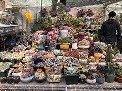 -梅陇花鸟市场-停车场