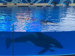 -上海海昌海洋公园