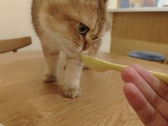 -滚猫咖啡·猫咖·猫友好撸猫(未来城店)