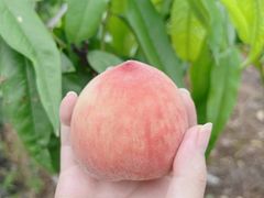 -桃源山庄·水蜜桃采摘·柴火鸡·烧烤团建(龙泉山店)