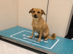 -安安宠医宠物医院·异宠·犬猫内科(岳阳分院)