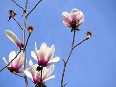 -洋湖国家湿地公园