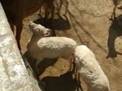 -石家庄市动物园