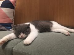 -CAT’S MEWSTAR CAFE·喵星球猫屋(晴湾咖啡店)