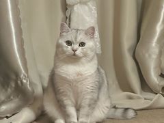 -欣宠猫屋·矮脚拿破仑·蓝金金渐层