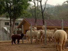 -石家庄市动物园