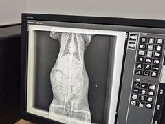 -嘉馨宠物医院·CT影像转诊·心脏科·犬猫全科诊疗中心(下沙大学城院区)