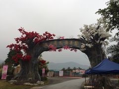 -天适樱花悠乐园