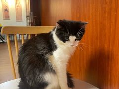 -楼上猫咖(罗湖店)