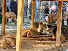 -长白岛森林公园