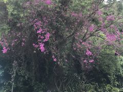 -金鸡山公园