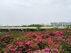 -秀丽东方