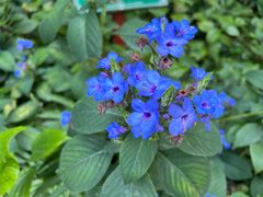 -广西壮族自治区药用植物园