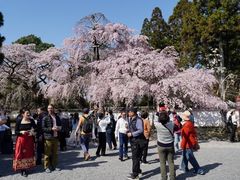 -醍醐寺