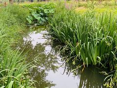 -东郊湿地公园