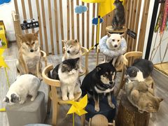 -柴迷FANS CLUB·柴犬狗咖·猫咖