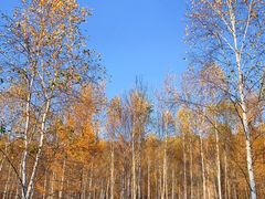 -汤旺河林海奇石景区