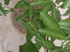 -一口猪年味东北菜(荔枝沟店)