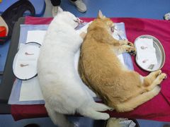 -pd派德宠物中心医院24H急重症·眼科中心·血液透析中心(嵩山北路店)