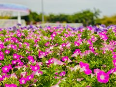 -深圳国际园林花卉博览园