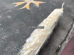 -西双版纳原始森林公园