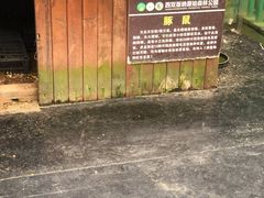 -西双版纳原始森林公园