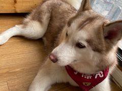 -Husky Go! 哈士奇体验馆·宠物咖啡厅狗咖