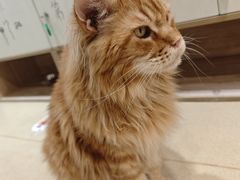 -藏猫猫咖啡主题馆(中央大道店)