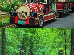 -合肥滨湖国家森林公园