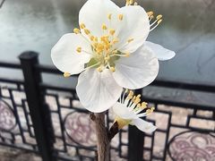 -桃花堤公园