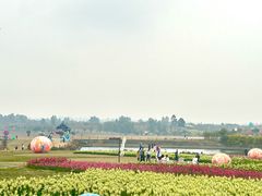 -空港花田景区
