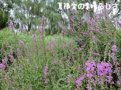 -三里河公园