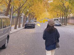 -三里屯东五街银杏大道