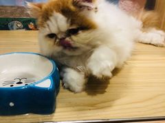 -屋虎猫馆(宝安大仟里店)