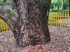 -徐家汇源景区-衡山公园