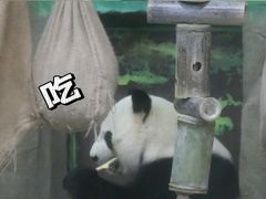 -灵玲国际马戏城