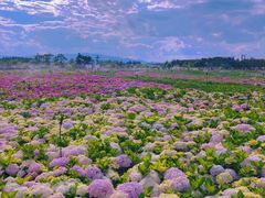 -桤木河湿地公园