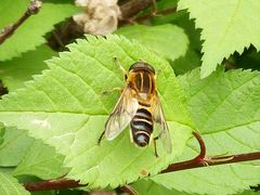 -长春公园(普阳街道)