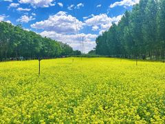 -长白岛森林公园