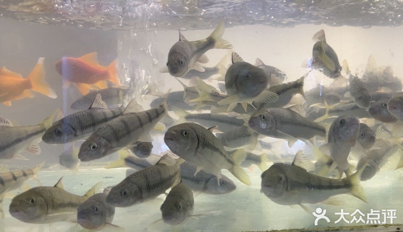 品尝这道特色佳肴