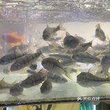 品尝这道特色佳肴