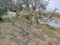 -无锡梅园公园