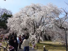 -醍醐寺